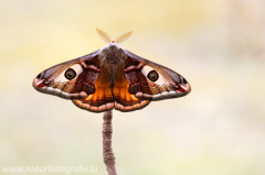 698 Kleines Nachtpfauenauge - Saturnia pavonia ♂