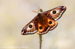 700 Kleines Nachtpfauenauge - Saturnia pavonia ♂