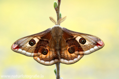 704 Kleines Nachtpfauenauge - Saturnia pavonia ♂