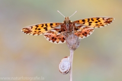 278 Magerrasen-Perlmutterfalter