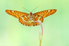 312 Maivogel - Euphydryas maturna