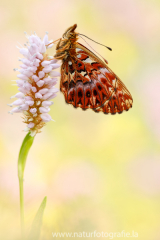 723 Natterwurz-Perlmutterfalter - Boloria titania