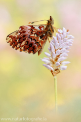 724 Natterwurz-Perlmutterfalter - Boloria titania