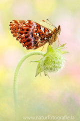 725 Natterwurz-Perlmutterfalter - Boloria titania