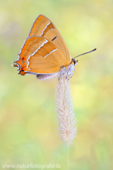 765 Nierenfleck-Zipfelfalter - Thecla betulae ♂