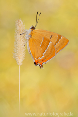 764 Nierenfleck-Zipfelfalter - Thecla betulae ♂