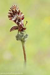 855 Osterluzeifalter - Zerynthia polyxena