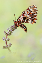 Osterluzeifalter - Zerynthia polyxena