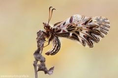 1 Osterluzeifalter - Zerynthia polyxena