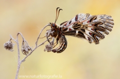 2 Osterluzeifalter - Zerynthia polyxena