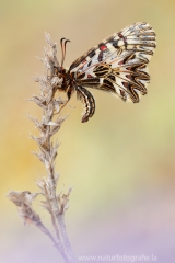 3 Osterluzeifalter - Zerynthia polyxena