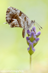 783 Pelargonien-Bläuling - Cacyreus marshalli