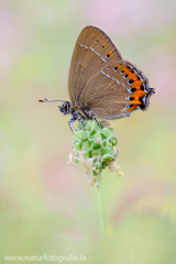 720 Pflaumen-Zipfelfalter - Satyrium pruni