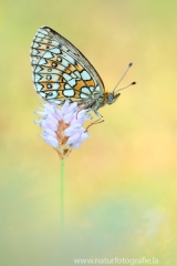286 Randring-Perlmutterfalter - Boloria eunomia