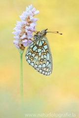 285 Randring-Perlmutterfalter - Boloria eunomia