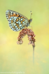 284 Randring-Perlmutterfalter - Boloria eunomia