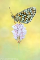 283 Randring-Perlmutterfalter - Boloria eunomia