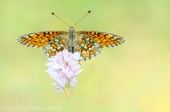282 Randring-Perlmutterfalter - Boloria eunomia