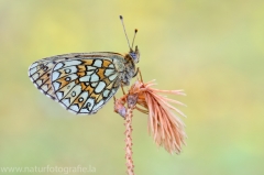 281 Randring-Perlmutterfalter - Boloria eunomia