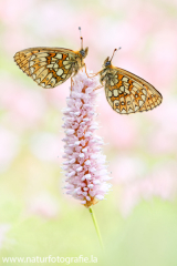 722 Randring-Perlmuttfalter - Boloria eunomia