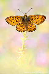 Randring-Perlmuttfalter - Boloria eunomia