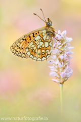 876 Randring-Perlmuttfalter - Boloria eunomia