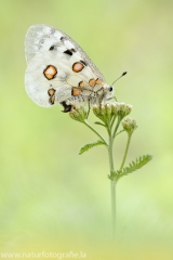 178 Apollofalter - Parnassius apollo