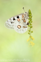 177 Apollofalter - Parnassius apollo