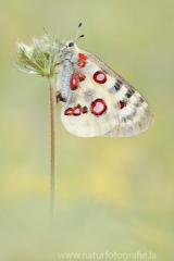 272 Roter Apollo - Parnassius apollo ♀