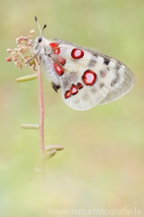 270 Roter Apollo - Parnassius apollo ♀