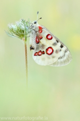 271 Roter Apollo - Parnassius apollo ♀