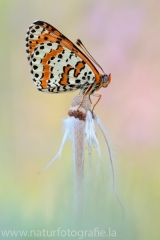253 Roter Scheckenfalter - Melitaea didyma
