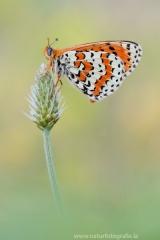 254 Roter Scheckenfalter - Melitaea didyma