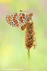 882 Roter Scheckenfalter - Melitaea didyma