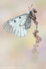 268 Schwarzer Apollo - Parnassius mnemosyne