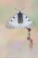 269 Schwarzer Apollo - Parnassius mnemosyne