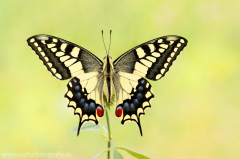 Schwalbenschwanz - Papilio machaon