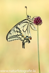 27 Schwalbenschwanz