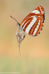 299 Schwarzbrauner Trauerfalter