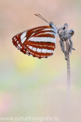 302 Schwarzbrauner Trauerfalter