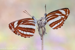 303 Schwarzbrauner Trauerfalter