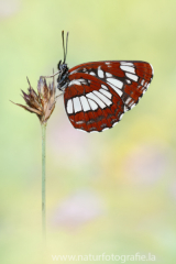 438 Schwarzer Trauerfalter - Neptis rivularis
