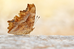 730 Südlicher C-Falter - Polygonia egea