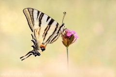 264 Segelfalter - Iphiclides podalirius
