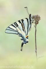 265 Segelfalter - Iphiclides podalirius
