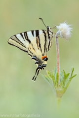 266 Segelfalter - Iphiclides podalirius