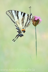 267 Segelfalter - Iphiclides podalirius