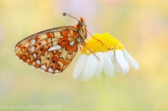 252 Silberfleck-Perlmutterfalter