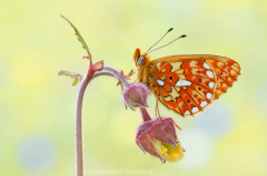 711 Silberfleck-Perlmuttfalter - Boloria euphrosyne