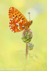 712 Silberfleck-Perlmuttfalter - Boloria euphrosyne